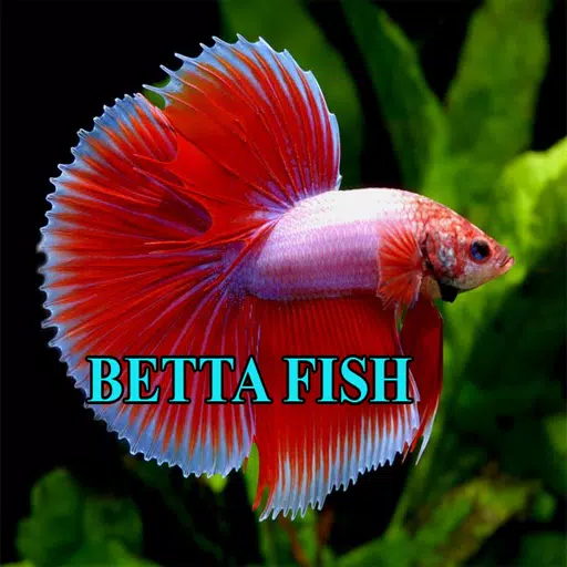 Betta Fish Gallery ภาพหน้าจอ 0