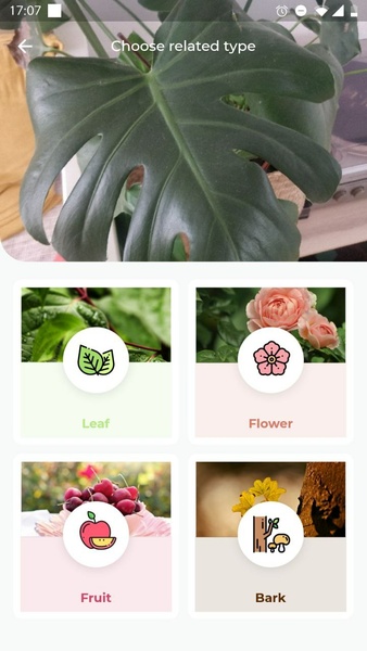 LeafSnap স্ক্রিনশট 1