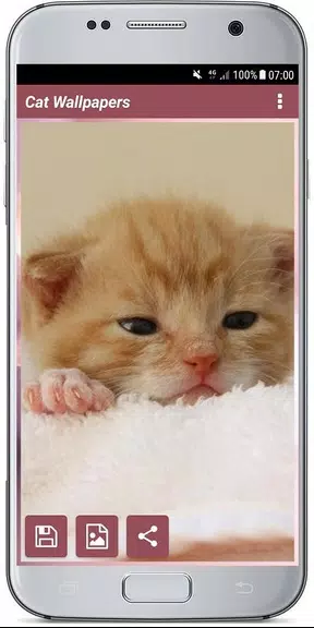 CUTE CAT WALLPAPERS Скриншот 3