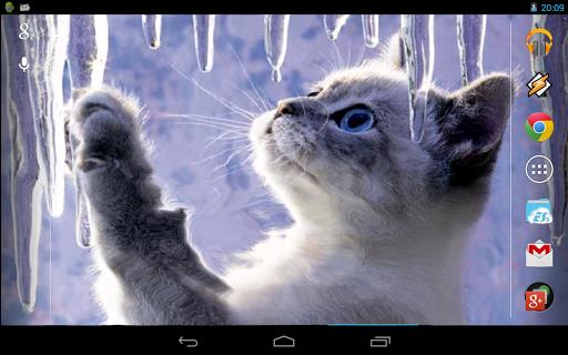 Interactive Kitten Screenshot 3