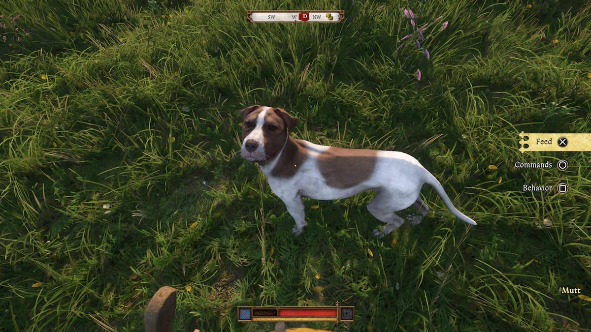 Find Mutt, Dog Companion in KCD2